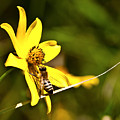 Bee on Yellow Flower
