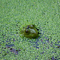 Frog Incognito Among the Duckweed