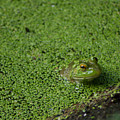Frog Incognito on the Edge