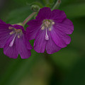 Purple Flowers
