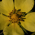 Rough-Fruited Cinquefoil