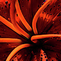 Tiger Lily 2