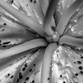 Tiger Lily Closeup