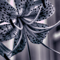 Tiger Lily