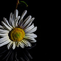 White Daisy 1