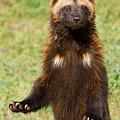 Wolverine